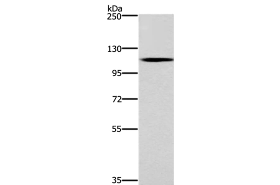 CARD14 Antibody from Signalway Antibody (36310) - Antibodies.com