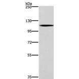 CARD14 Antibody from Signalway Antibody (36310) - Antibodies.com