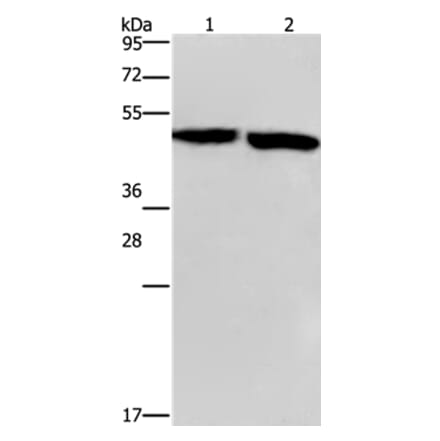 CLUAP1 Antibody from Signalway Antibody (36358) - Antibodies.com