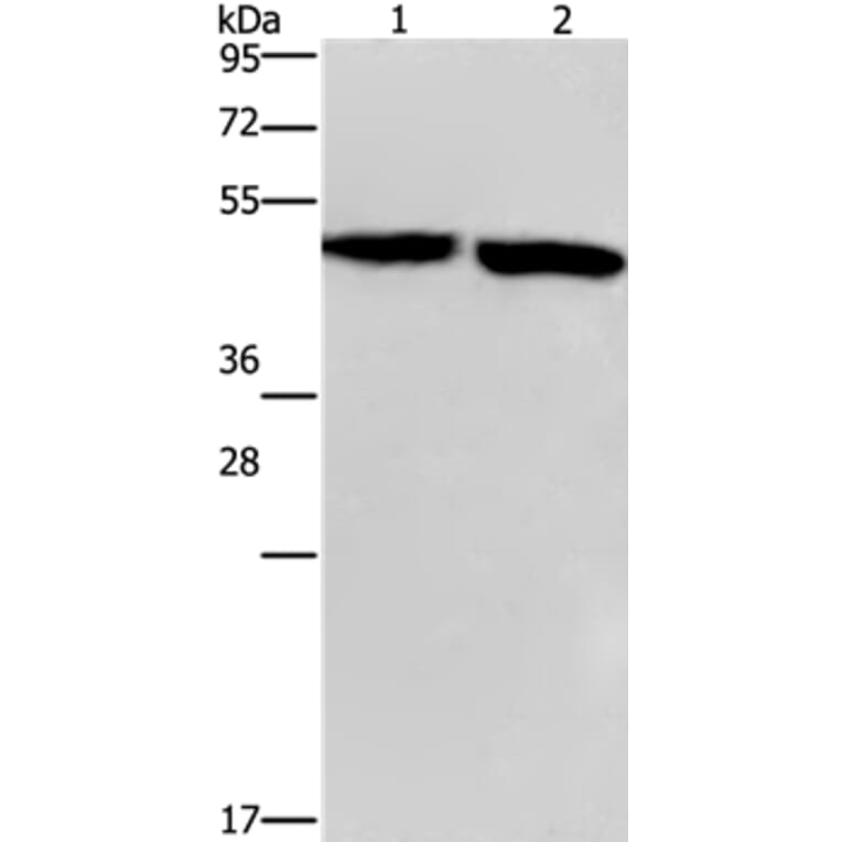 CLUAP1 Antibody from Signalway Antibody (36358) - Antibodies.com