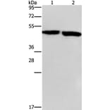 CLUAP1 Antibody from Signalway Antibody (36358) - Antibodies.com