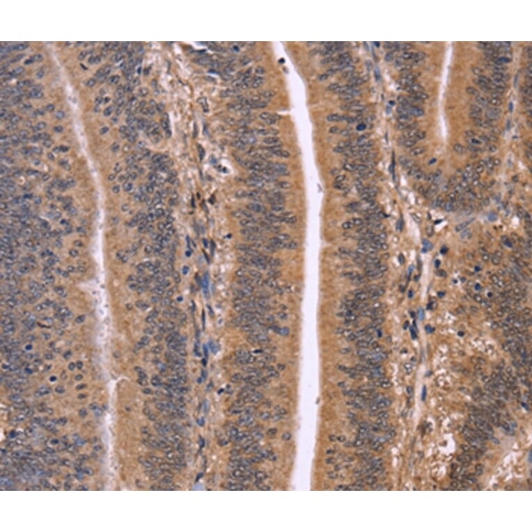 Immunohistochemistry - CLUAP1 Antibody from Signalway Antibody (36358) - Antibodies.com