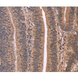 Immunohistochemistry - CLUAP1 Antibody from Signalway Antibody (36358) - Antibodies.com