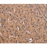 Immunohistochemistry - CSNK1D Antibody from Signalway Antibody (36374) - Antibodies.com