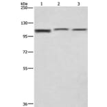 CTAGE5 Antibody from Signalway Antibody (36375) - Antibodies.com