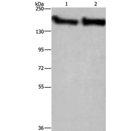 CYFIP2 Antibody from Signalway Antibody (36383) - Antibodies.com