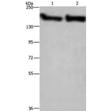 CYFIP2 Antibody from Signalway Antibody (36383) - Antibodies.com