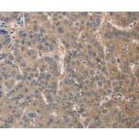Immunohistochemistry - DPYSL3 Antibody from Signalway Antibody (36424) - Antibodies.com