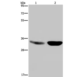 MAPRE3 Antibody from Signalway Antibody (36430) - Antibodies.com