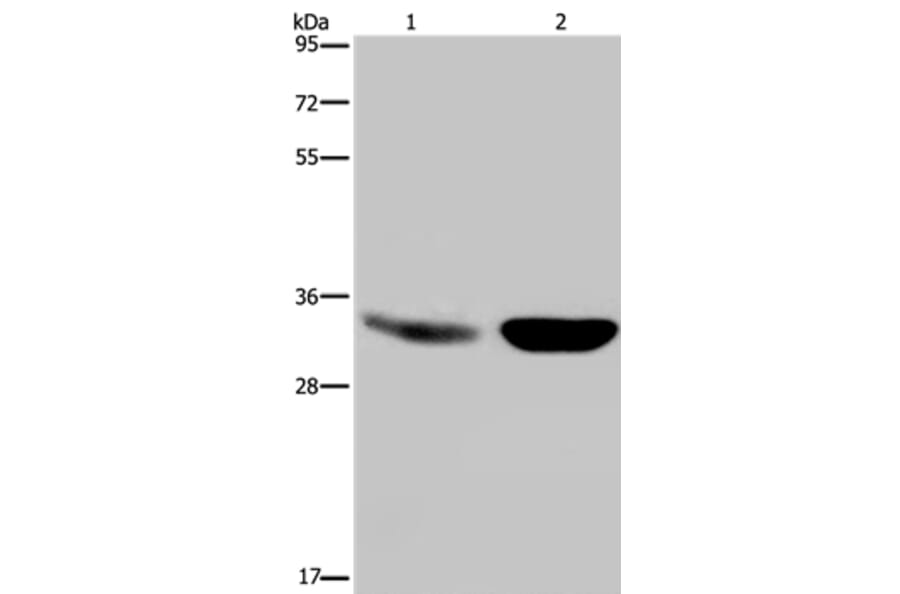MAPRE3 Antibody from Signalway Antibody (36430) - Antibodies.com