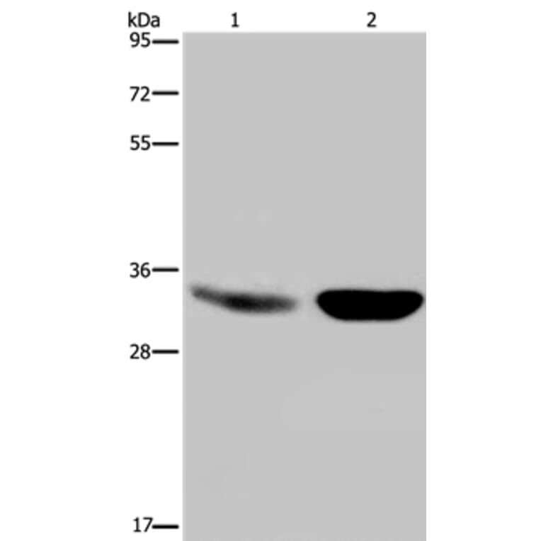 MAPRE3 Antibody from Signalway Antibody (36430) - Antibodies.com