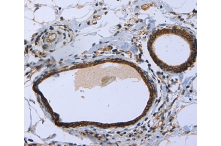 Immunohistochemistry - MAPRE3 Antibody from Signalway Antibody (36430) - Antibodies.com