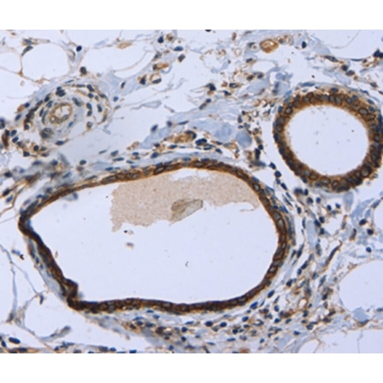 Immunohistochemistry - MAPRE3 Antibody from Signalway Antibody (36430) - Antibodies.com
