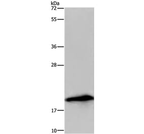 RNASE3 Antibody from Signalway Antibody (36432) - Antibodies.com
