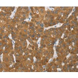 Immunohistochemistry - ENTPD5 Antibody from Signalway Antibody (36443) - Antibodies.com