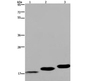 MYL12B Antibody from Signalway Antibody (36467) - Antibodies.com