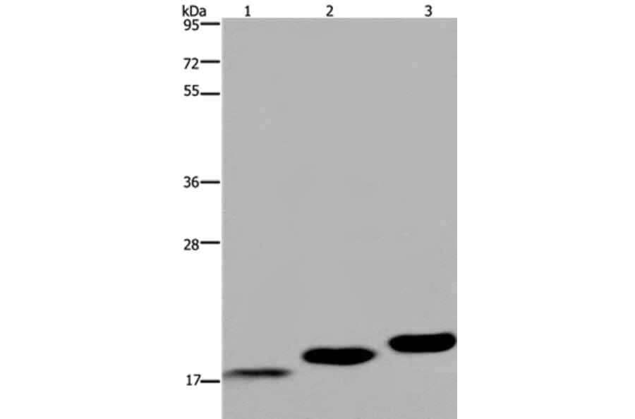 MYL12B Antibody from Signalway Antibody (36467) - Antibodies.com
