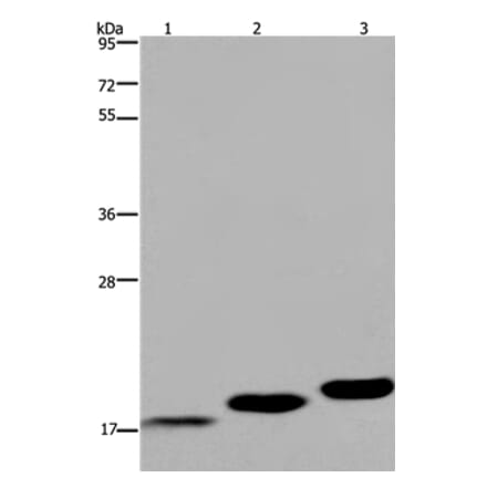 MYL12B Antibody from Signalway Antibody (36467) - Antibodies.com
