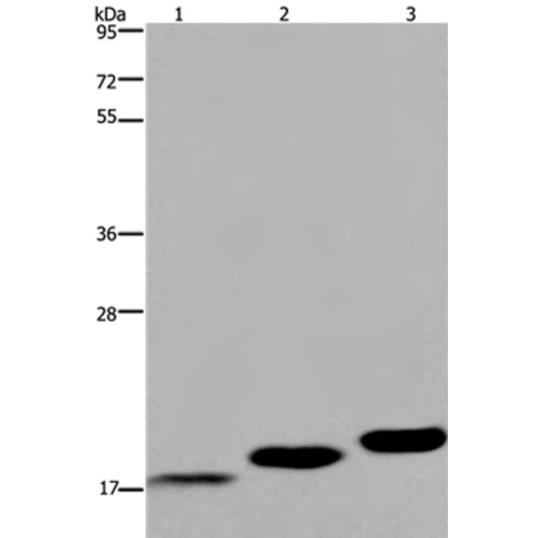 MYL12B Antibody from Signalway Antibody (36467) - Antibodies.com