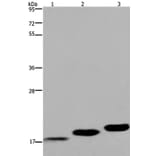 MYL12B Antibody from Signalway Antibody (36467) - Antibodies.com
