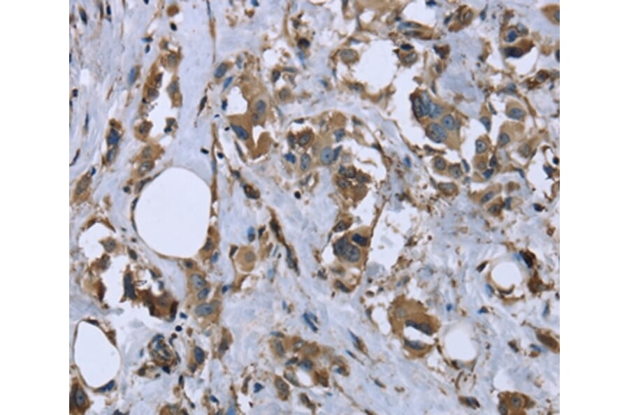 Immunohistochemistry - MYL12B Antibody from Signalway Antibody (36467) - Antibodies.com