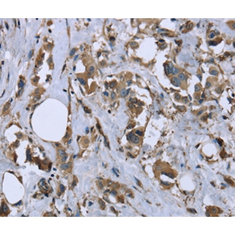 Immunohistochemistry - MYL12B Antibody from Signalway Antibody (36467) - Antibodies.com