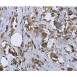 Immunohistochemistry - MYL12B Antibody from Signalway Antibody (36467) - Antibodies.com