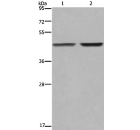 GABPB2 Antibody from Signalway Antibody (36491) - Antibodies.com