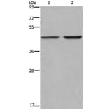 GABPB2 Antibody from Signalway Antibody (36491) - Antibodies.com