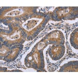 Immunohistochemistry - GABPB2 Antibody from Signalway Antibody (36491) - Antibodies.com