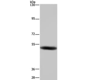 GABRB1 Antibody from Signalway Antibody (36496) - Antibodies.com