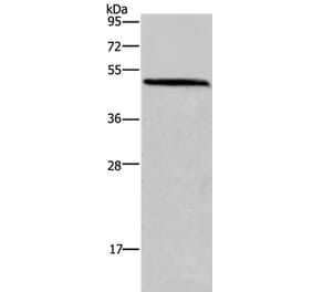 HOMER1 Antibody from Signalway Antibody (36523) - Antibodies.com