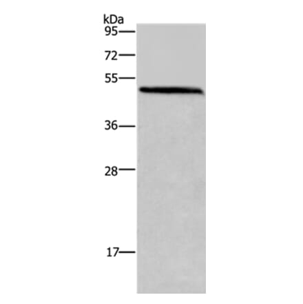 HOMER1 Antibody from Signalway Antibody (36523) - Antibodies.com