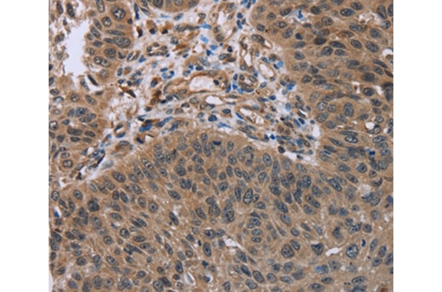 Immunohistochemistry - HOMER1 Antibody from Signalway Antibody (36523) - Antibodies.com