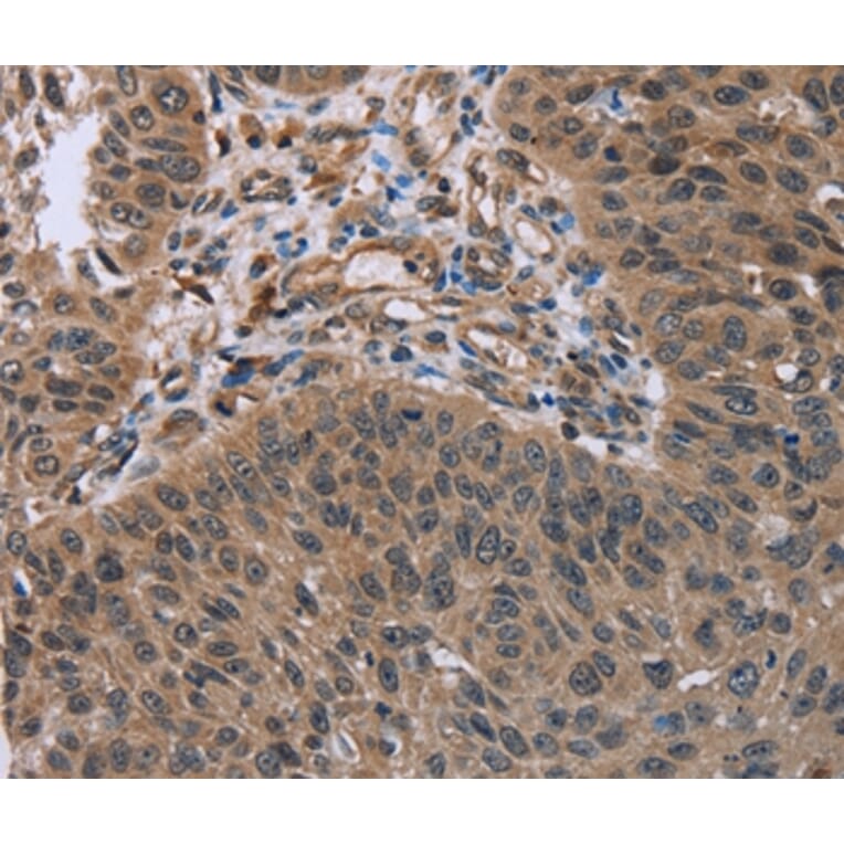 Immunohistochemistry - HOMER1 Antibody from Signalway Antibody (36523) - Antibodies.com