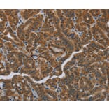 Immunohistochemistry - HSD3B7 Antibody from Signalway Antibody (36537) - Antibodies.com