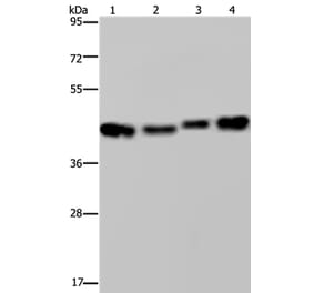 DNAJA1 Antibody from Signalway Antibody (36538) - Antibodies.com