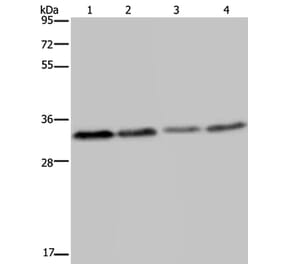 TICAM2 Antibody from Signalway Antibody (36542) - Antibodies.com