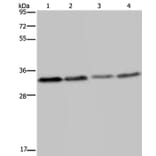 TICAM2 Antibody from Signalway Antibody (36542) - Antibodies.com