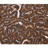 Immunohistochemistry - TICAM2 Antibody from Signalway Antibody (36542) - Antibodies.com