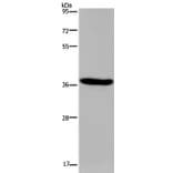 KCNK17 Antibody from Signalway Antibody (36566) - Antibodies.com