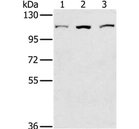 KIF20A Antibody from Signalway Antibody (36571) - Antibodies.com