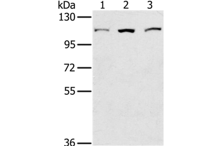 KIF20A Antibody from Signalway Antibody (36571) - Antibodies.com