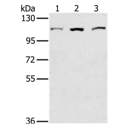 KIF20A Antibody from Signalway Antibody (36571) - Antibodies.com