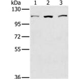 KIF20A Antibody from Signalway Antibody (36571) - Antibodies.com