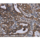 Immunohistochemistry - LZTFL1 Antibody from Signalway Antibody (36593) - Antibodies.com