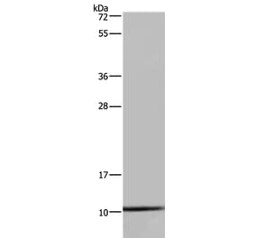 NDUFA1 Antibody from Signalway Antibody (36636) - Antibodies.com