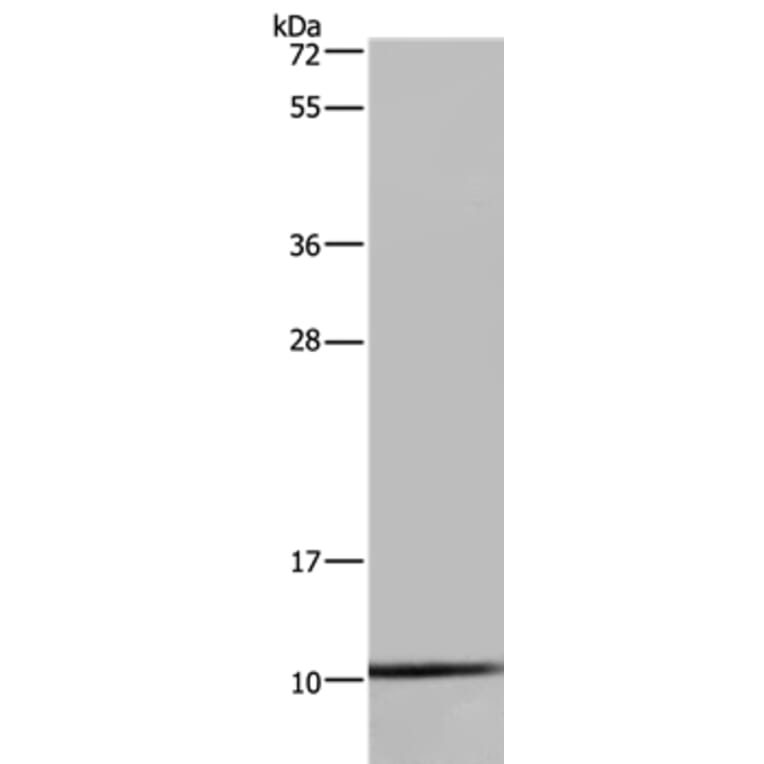 NDUFA1 Antibody from Signalway Antibody (36636) - Antibodies.com