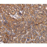 Immunohistochemistry - NDUFA1 Antibody from Signalway Antibody (36636) - Antibodies.com