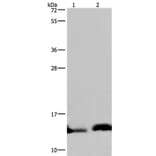 NDUFA5 Antibody from Signalway Antibody (36638) - Antibodies.com